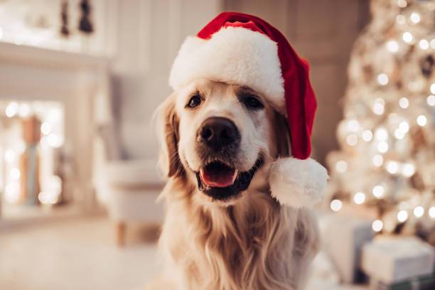 labrador