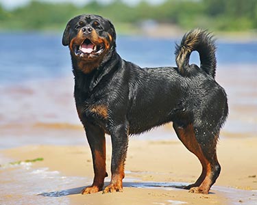 rottweiler