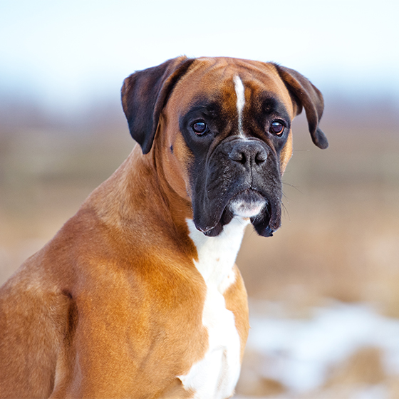 boxer